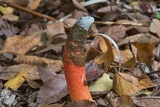 Mutinus elegans image