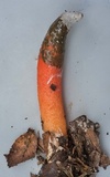 Mutinus elegans image