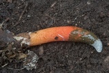Mutinus elegans image