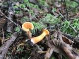 Hygrophoropsis aurantiaca image