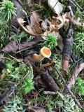 Hygrophoropsis aurantiaca image
