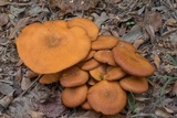 Omphalotus subilludens image