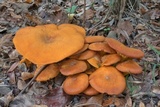 Omphalotus subilludens image