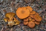 Omphalotus subilludens image