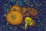 Omphalotus subilludens image