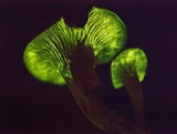 Omphalotus subilludens image