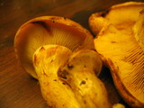 Armillaria solidipes image