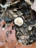 Lycoperdon pulcherrimum image