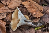 Hohenbuehelia petaloides image