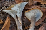 Hohenbuehelia petaloides image