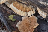 Trametopsis cervina image