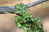 Tuckermanopsis ciliaris image