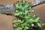 Tuckermanopsis ciliaris image