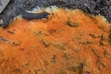 Hydnophlebia chrysorhiza image