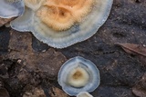 Merulius tremellosus image
