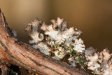 Tuckermanopsis ciliaris image