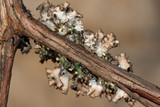 Tuckermanopsis ciliaris image