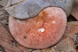 Russula ballouii image