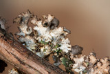 Tuckermanopsis ciliaris image