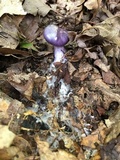 Cortinarius iodes image