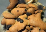 Psora californica image