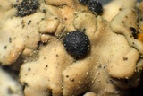 Psora californica image