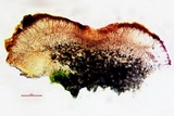 Psora californica image