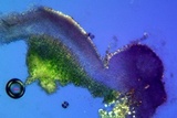 Psora californica image