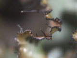 Tuckermanopsis ciliaris image