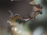Tuckermanopsis ciliaris image