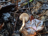 Inocybe calospora image