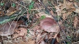 Suillus lakei image