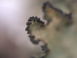 Tuckermanopsis ciliaris image
