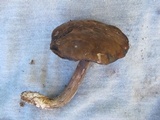 Tylopilus porphyrosporus image