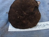Tylopilus porphyrosporus image