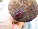 Tylopilus porphyrosporus image
