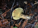 Suillus caerulescens image