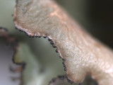 Tuckermanopsis ciliaris image