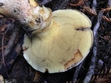 Suillus caerulescens image