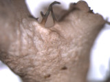 Tuckermanopsis ciliaris image