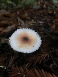 Lepiota rubrotinctoides image