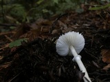 Lepiota rubrotinctoides image