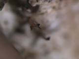 Tuckermanopsis ciliaris image