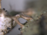 Tuckermanopsis ciliaris image