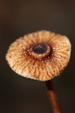 Crinipellis zonata image