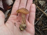 Armillaria gallica image