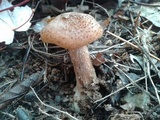 Armillaria gallica image