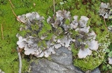Peltigera rufescens image