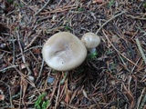 Hygrophorus agathosmus image