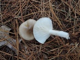 Hygrophorus agathosmus image